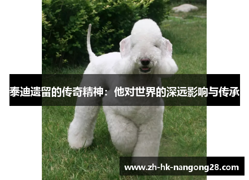 泰迪遗留的传奇精神：他对世界的深远影响与传承
